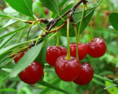 Вишня "Малышка"