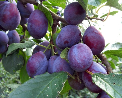 Слива колоновидная «Блю Свит»