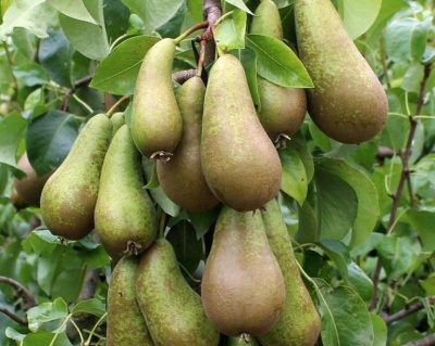 Груша колоновидная "Даликор"