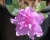 Азалия японская "Элси Ли"