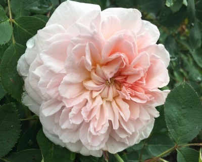 Пионовидная Роза «Эглантин»