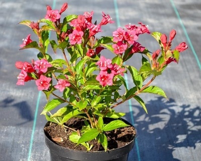 Вейгела гибридная "Bristol Ruby"