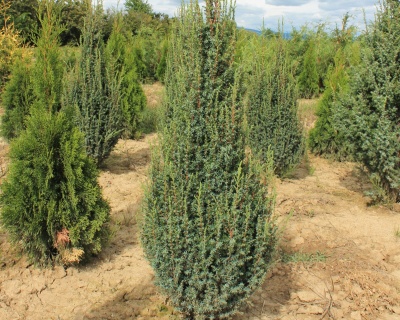 Можжевельник обыкновенный "Суецика"