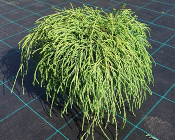 Кипарисовик Горохоплодный "Филифера Нана"