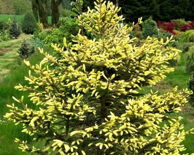 Ель сербская "Ауреа"