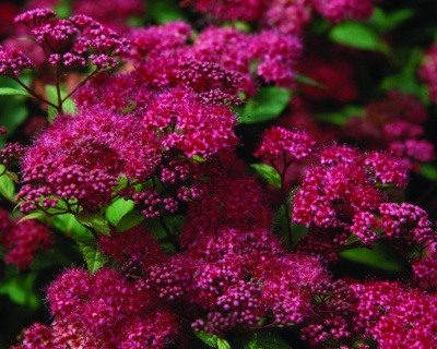 Спирея японская "Антони Ватерер"