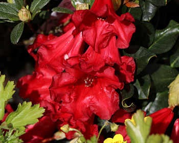 Рододендрон "Баден-Баден"