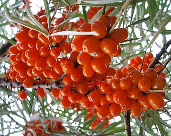 Облепиха "Джемовая" (двудомная)