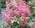 Астильба японская "Бремен"