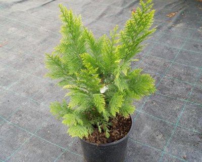 Кипарисовик Лавсона "Голден Вондер"