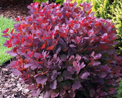 Скумпия "Лилла" (Lilla )