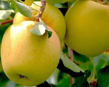 Яблоня "Голден Делишес"