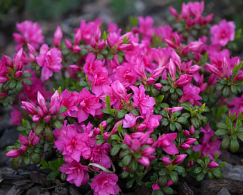 Азалия японская "Мелина"