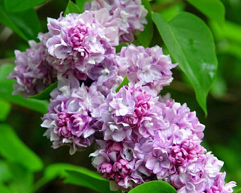 Сирень "Катерина Хавемейер"