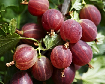 Крыжовник "Красный Триумф"