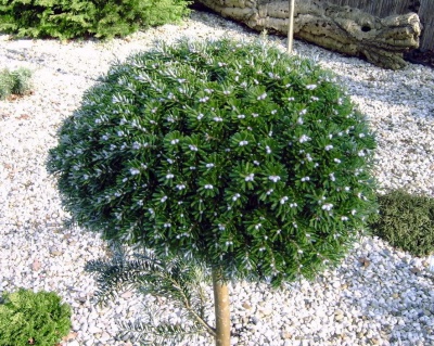 Пихта корейская "Сильберкугель" (штамбовая форма)