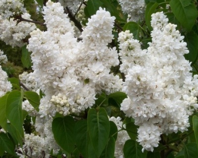 Сирень обыкновенная "Мадам Лемуан" (штамбовая форма)