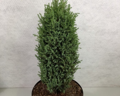 Можжевельник Обыкновенный "Компресса"