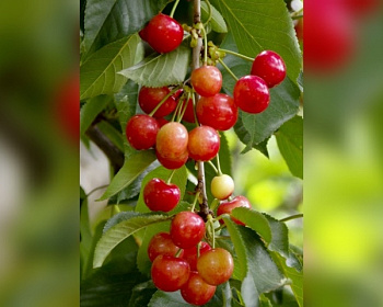 Черешня колоновидная «Квин Мерри»