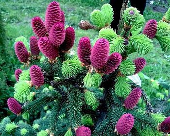 Ель обыкновенная "Акрокона"