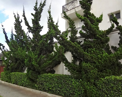 Можжевельник Китайский "Кайзука"