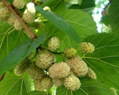 Шелковица  "Белая Нежность"