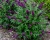 Буддлея Давида "Литтл Наггет" (Little Nugget)