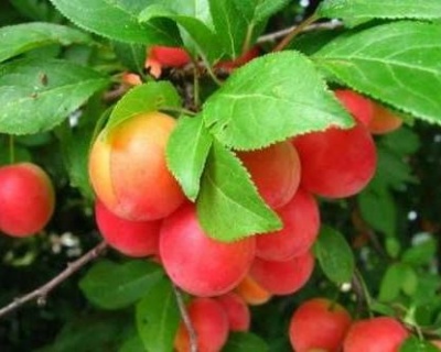 СВГ "Самоцвет" (сливово-вишневый гибрид)